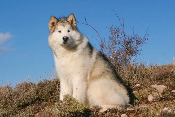 Alaskan Malamute