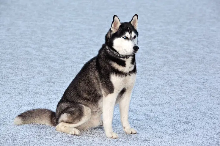 full grown siberian husky male