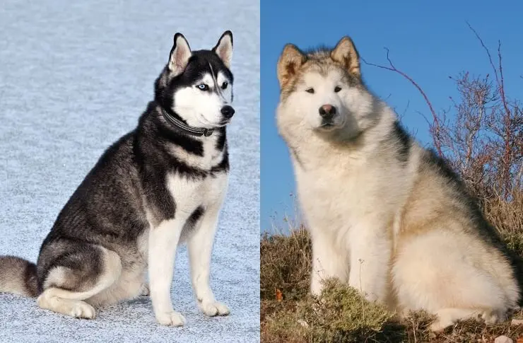 siberian and alaskan husky