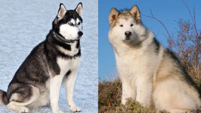 Malamute vs Husky 7 Differences You Need To Know Cover