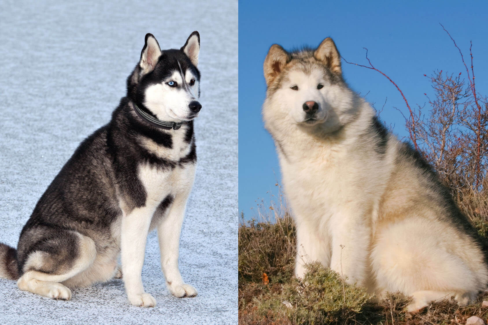 siberian husky and malamute