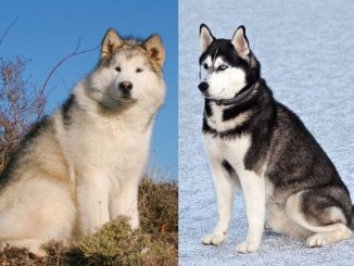 malamute-vs-husky