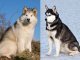 malamute-vs-husky