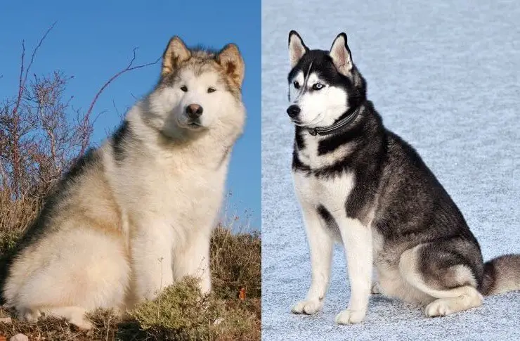 malamute-vs-husky