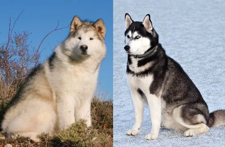 what is the difference between an alaskan husky and a siberian husky