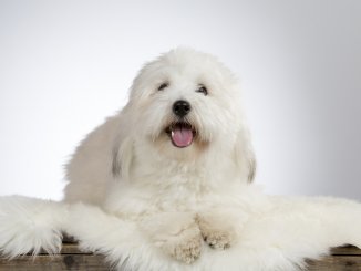 13 Most Popular White Dog Breeds Fluffy, Small, Large and More Cover