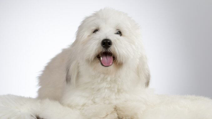 13 Most Popular White Dog Breeds Fluffy, Small, Large and More Cover