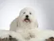 13 Most Popular White Dog Breeds Fluffy, Small, Large and More Cover