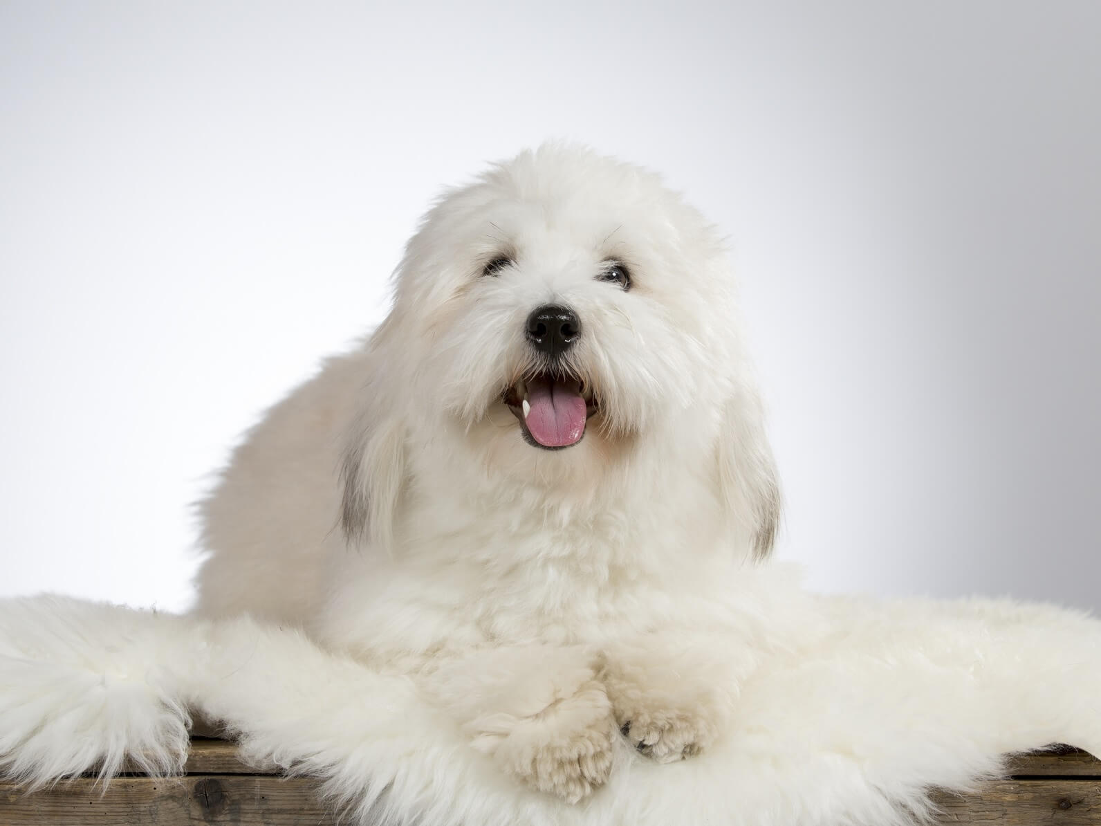 huge white fluffy dog