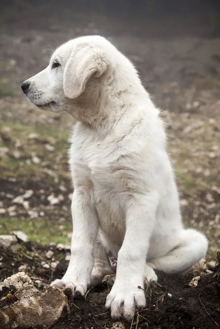 the big white dog