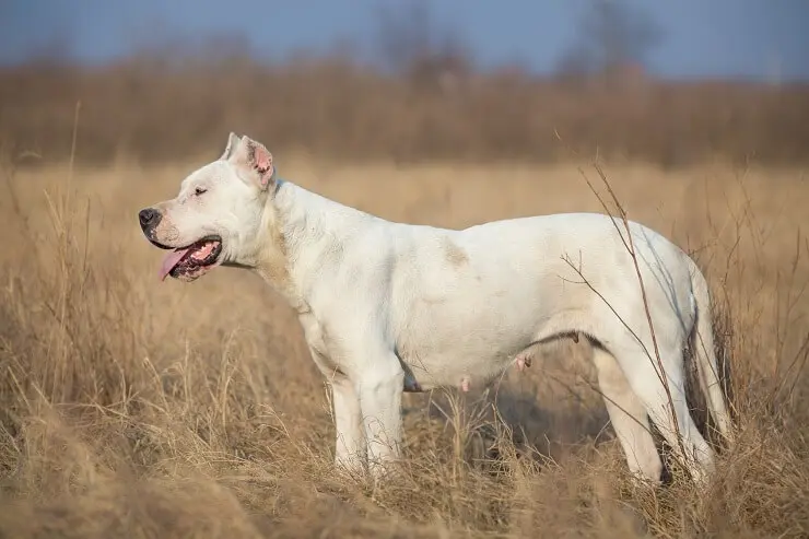 the big white dog