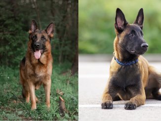 Belgian Malinois vs German Shepherd Everything You Need to Know Cover