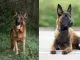 Belgian Malinois vs German Shepherd Everything You Need to Know Cover