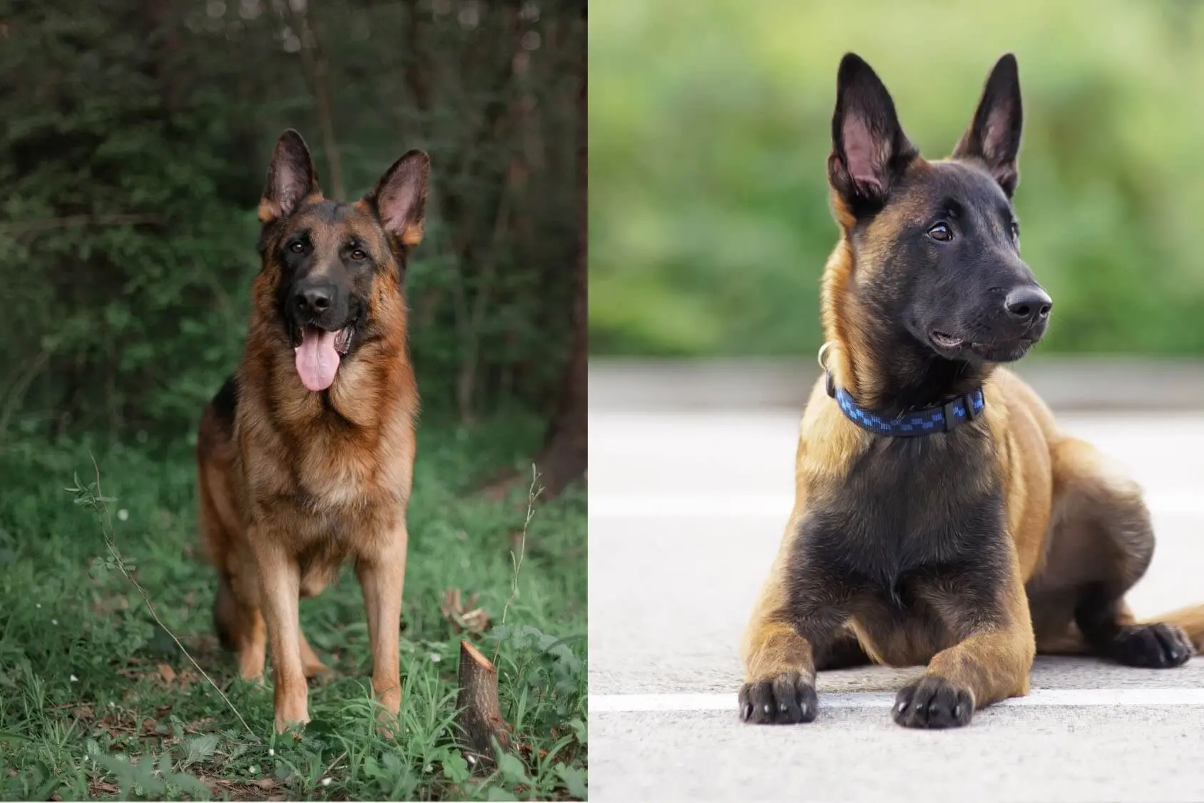 what dog looks like a german shepherd