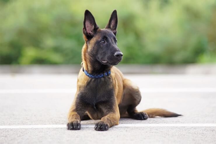 blue eyed belgian malinois