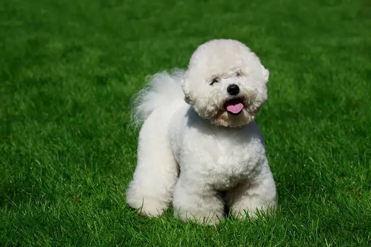 fluffy white poodle