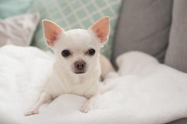 Chihuahua Names: 100+ Fabulous Names For Your Little Pup | Perfect Dog  Breeds
