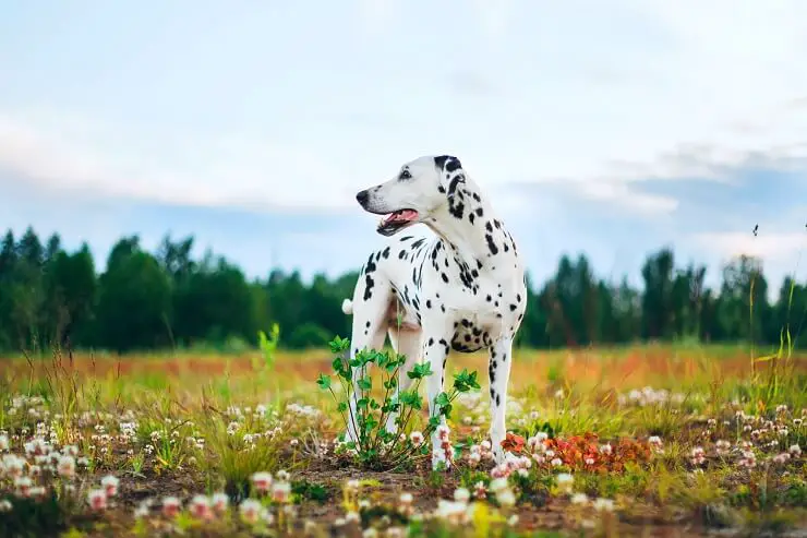 Dalmatian