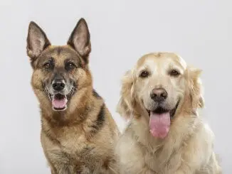 German Shepherd Lab Mix Everything You Need to Know Before Buying Banner