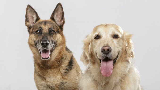 79+ Australian Shepherd Lab Mix Full Grown