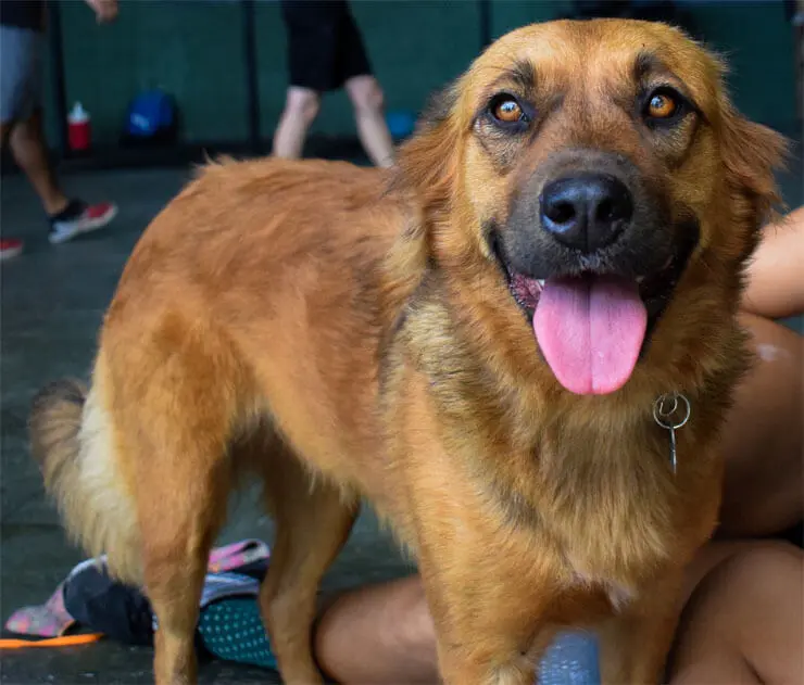 German Shepherd Lab Mix Weight Chart