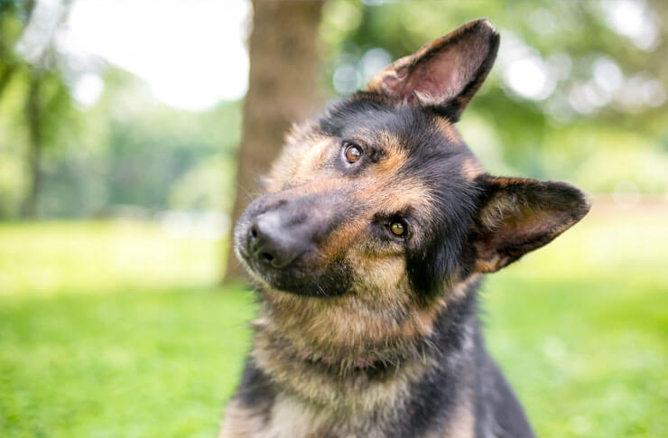 alsatian cross dog