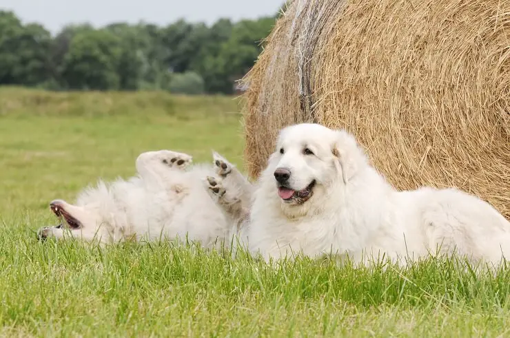 Rüyada İri Büyük Bir Beyaz Kurt Köpek Yolda Görmek