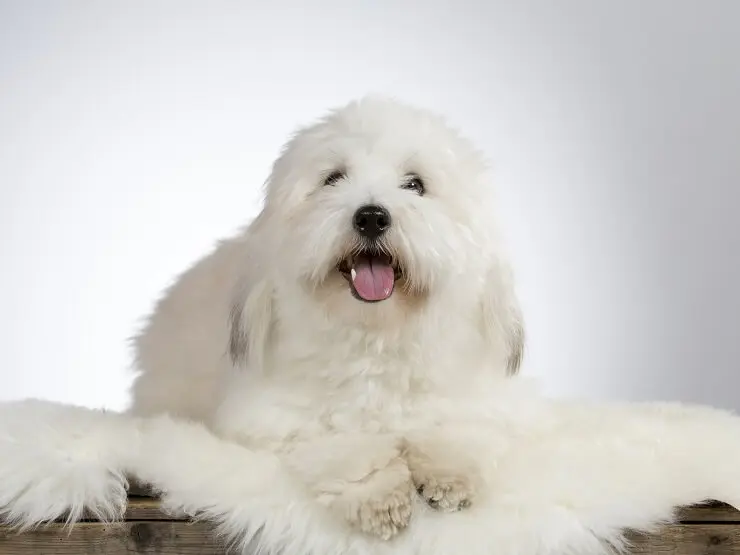13 Most Popular White Dog Breeds (Fluffy, Small, Large and More) | Perfect  Dog Breeds