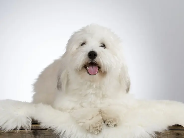 big fluffy grey and white dog