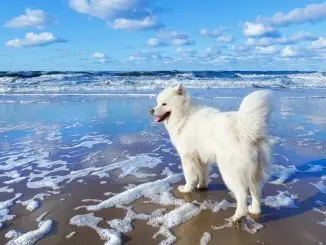 How Much Does A Samoyed Cost The Complete Buyer’s Guide Cover