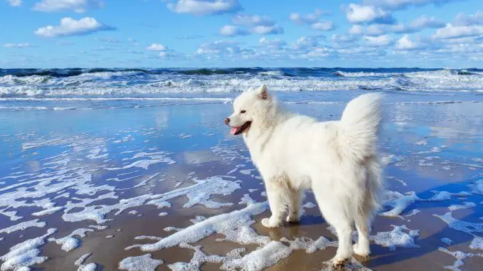 How Much Does A Samoyed Cost The Complete Buyer’s Guide Cover