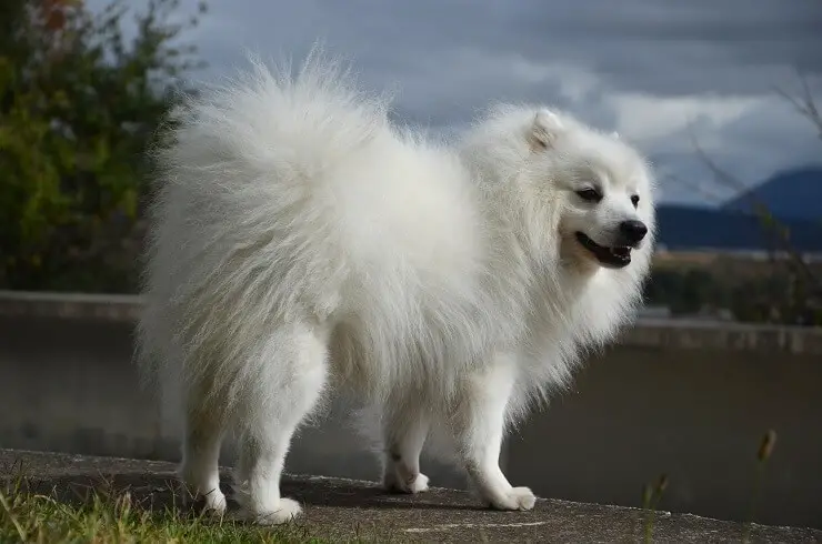 Japanese Spitz