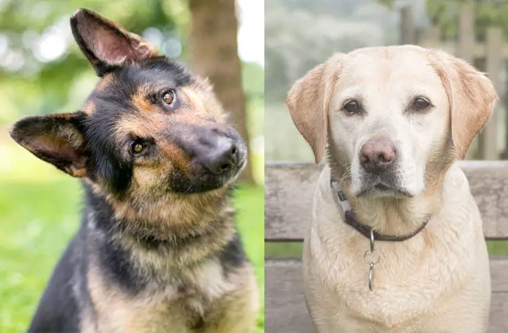 German shepherd lab mix training