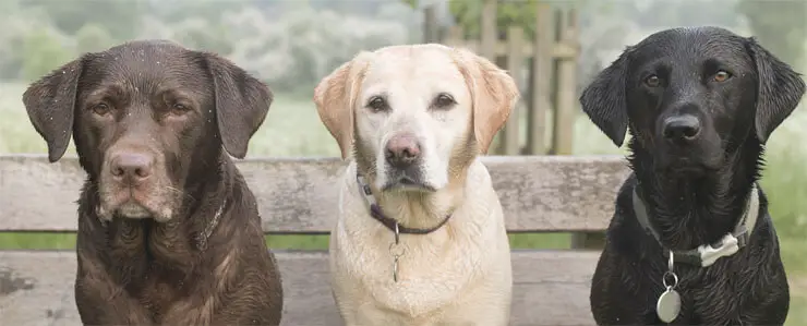 German shepherd lab mix care