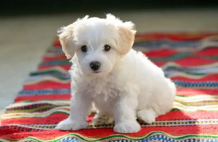 little white fluffy dog