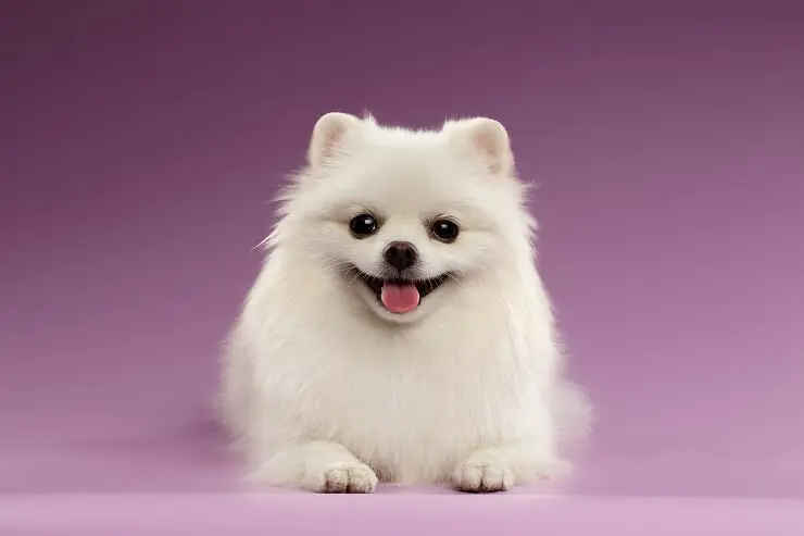 small dog white colour