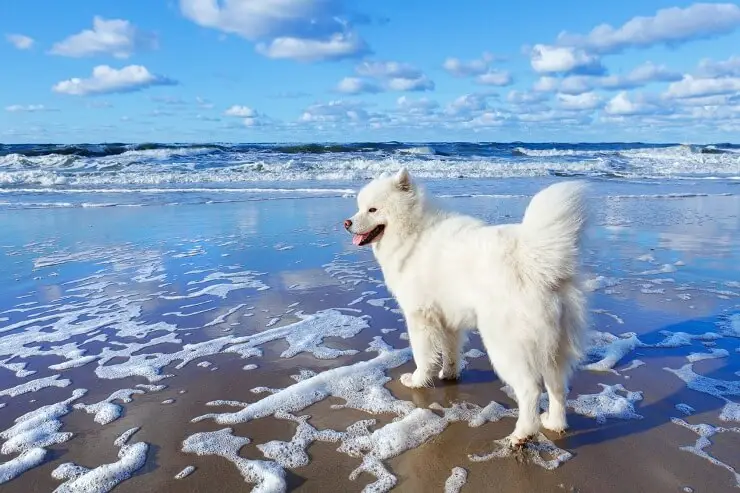 Samoyed Dog