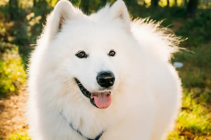 Samoyed Walking