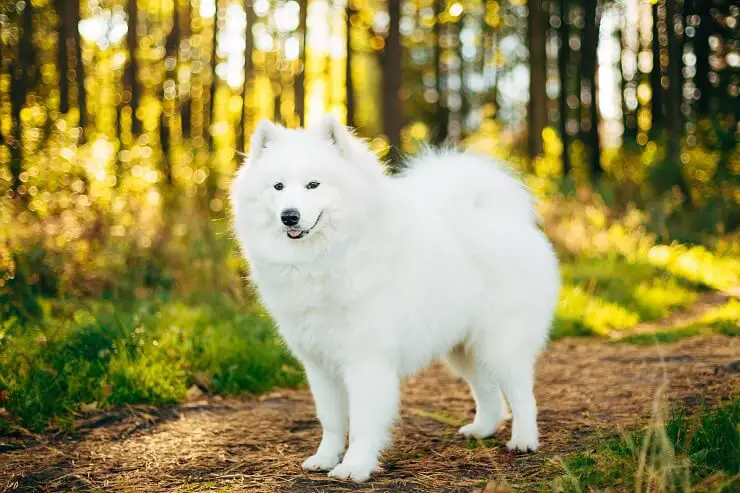 Samoyed in Forrest