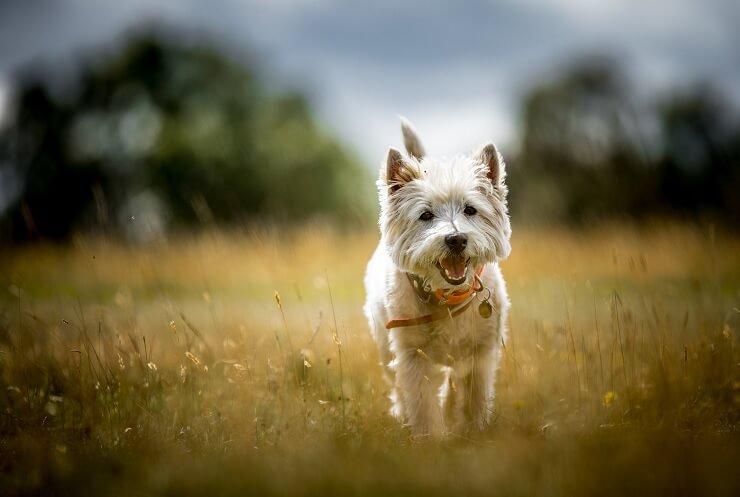 West Highland White Terrier