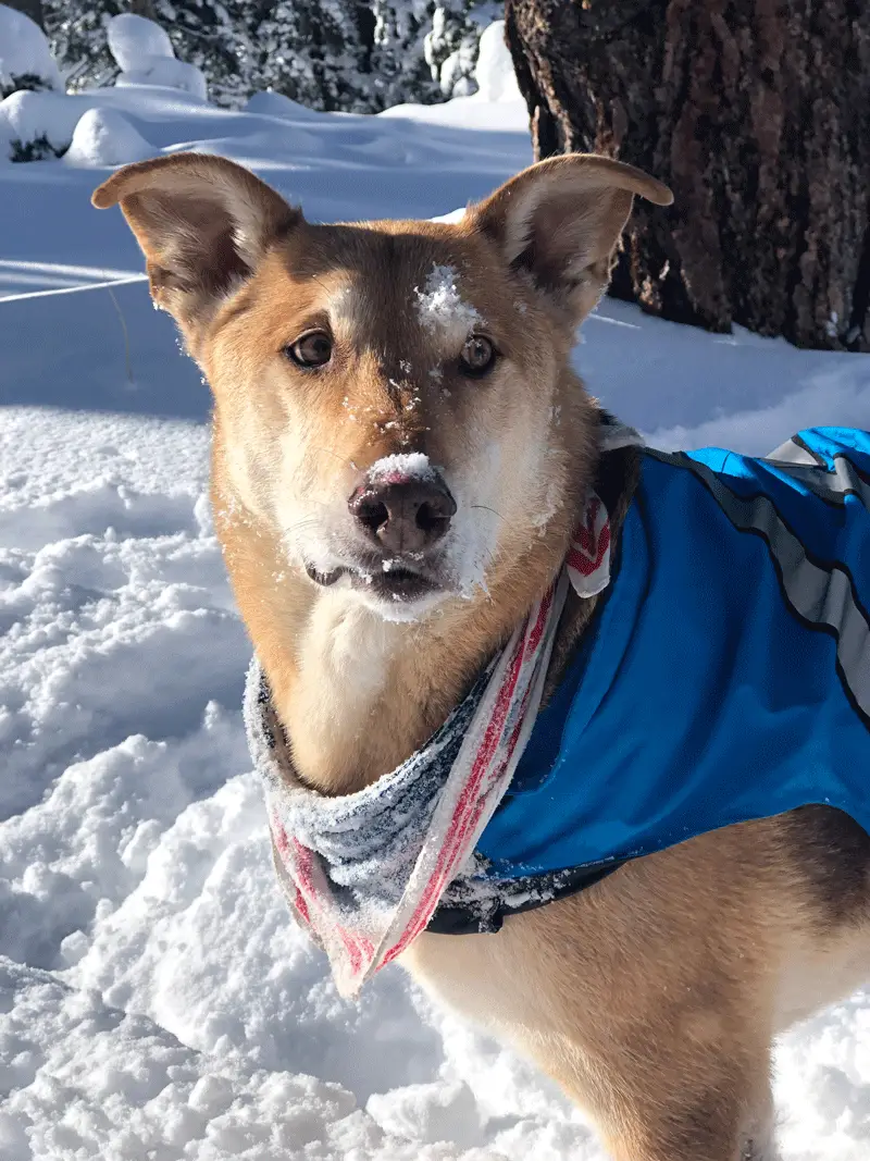 German shepherd lab mix appearance