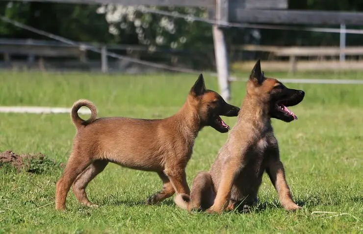 belgian malinois working