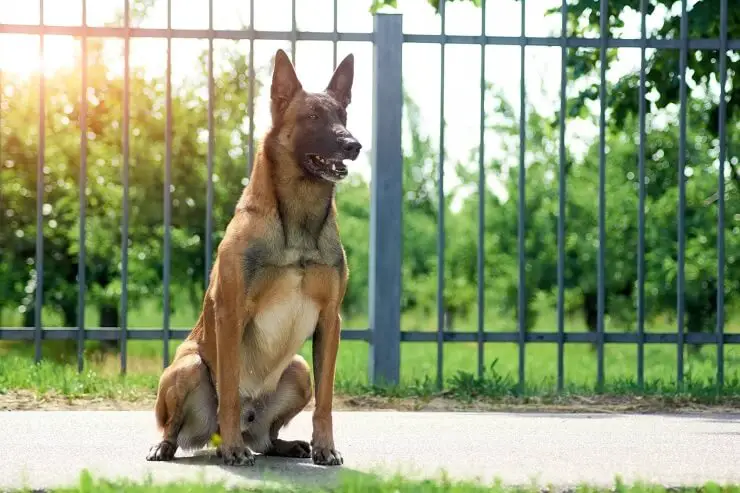 a belgian shepherd