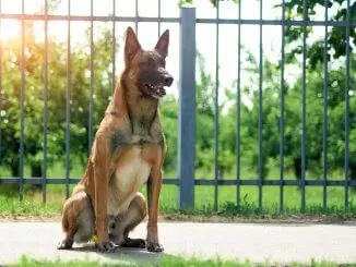 Belgian Malinois What to Know Before Buying Cover