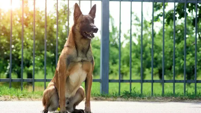 Belgian Malinois What to Know Before Buying Cover