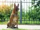 Belgian Malinois What to Know Before Buying Cover