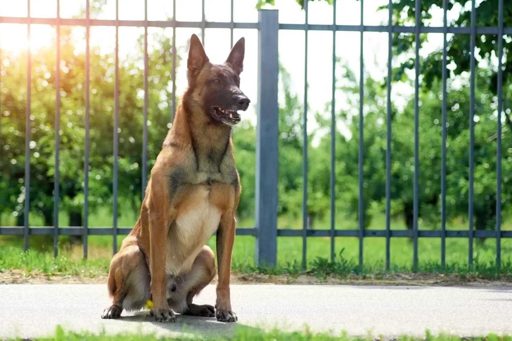 belgian malinois with kids