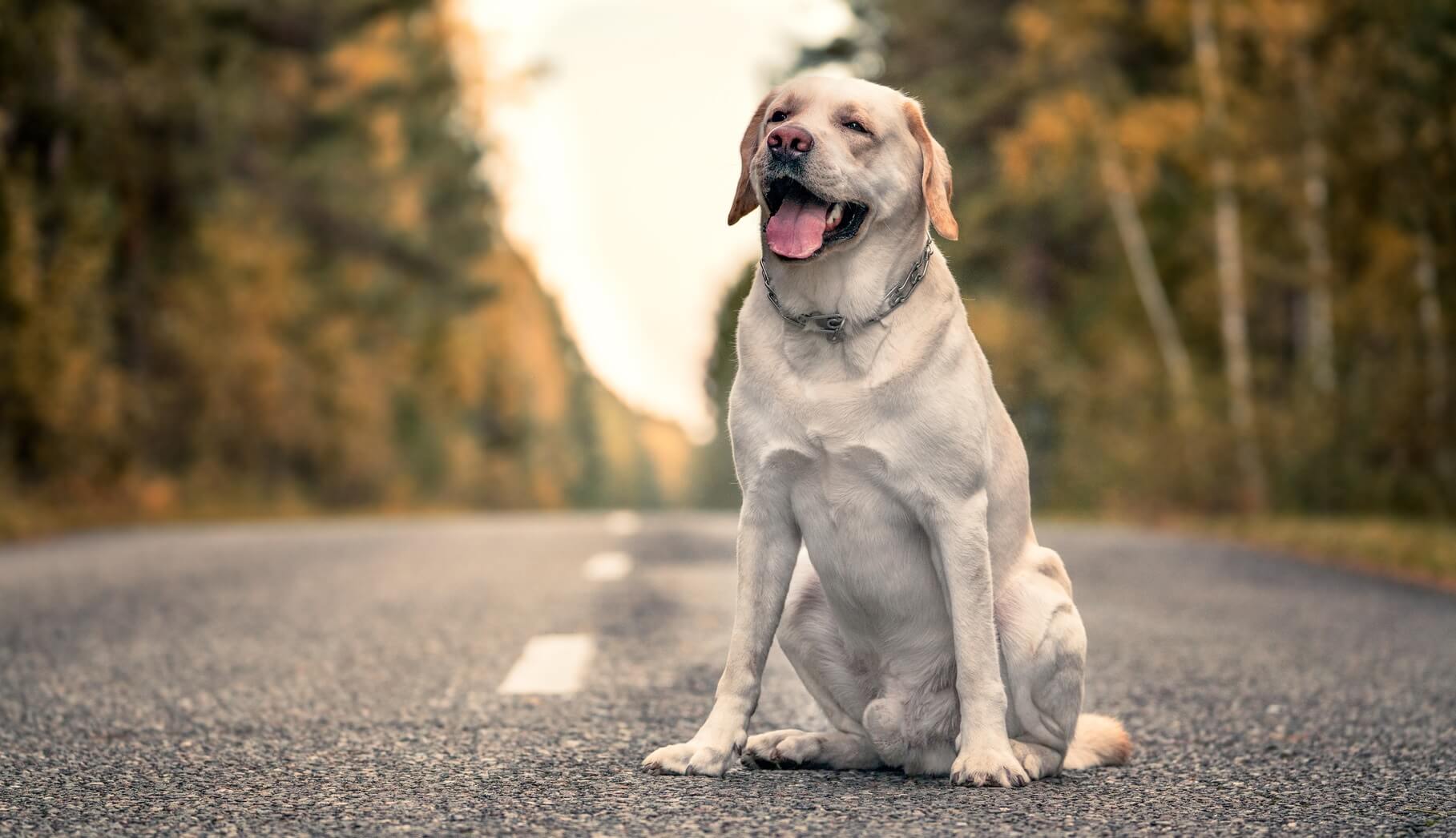 Border Collie Lab Mix: Incredible Breed Facts You Didn'T Know!