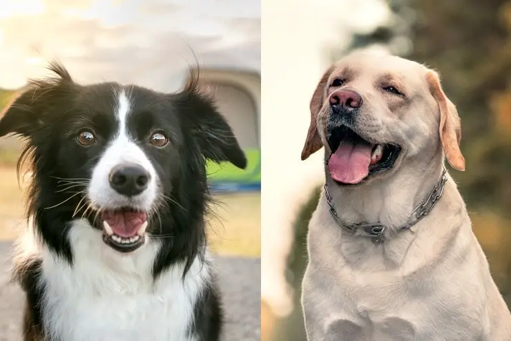 aussie border collie lab mix