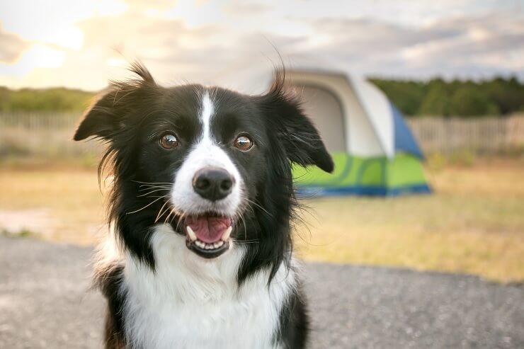 Border collie close up